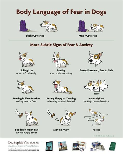 17 Best Images About Dog Body Language On Pinterest Chihuahuas Body