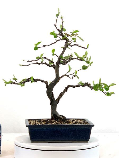 Chinese Quince Bonsai Bonsai Learning Center Store