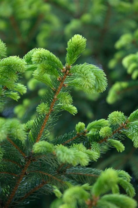 How To Make Evergreens Grow Faster Hunker