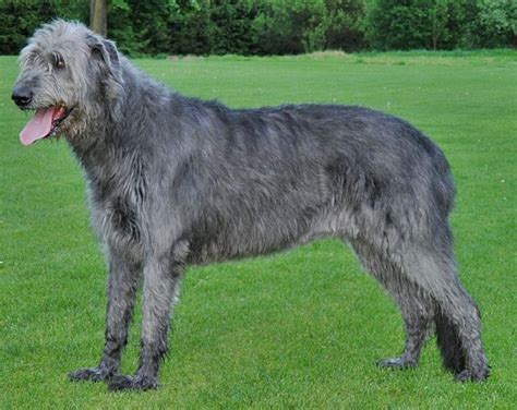 Irish Wolfhound Wikidata