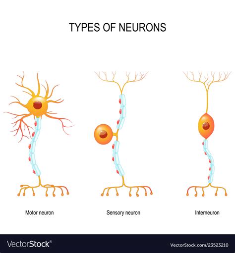 Types Of Neurons Vector Diagram Neurons Types Of Neurons Human My Xxx
