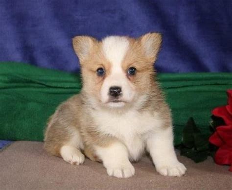 Find corgi in dogs & puppies for rehoming | 🐶 find dogs and puppies locally for sale or adoption in ontario : Pembroke Welsh Corgi Puppies For Sale | Westown, WI #292112