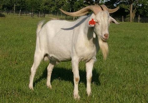 15 Best Goat Breeds For Meat Pethelpful