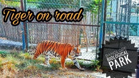 Bannerghatta Biological Park Jungle Safari Tiger On Road YouTube