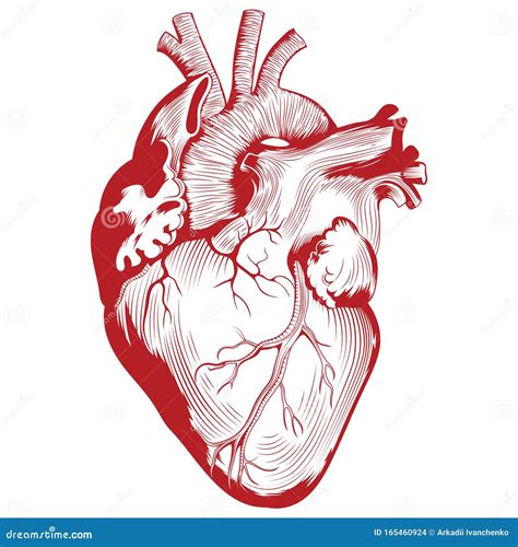 Anatomical Medical Illustration Human Heart Organ Illustration Stock