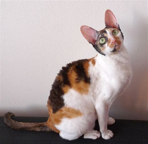 Cornish Rex Information Health Pictures And Training Pet Paw