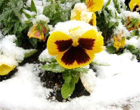 What Are Winter Pansies — How To Grow Them With Success