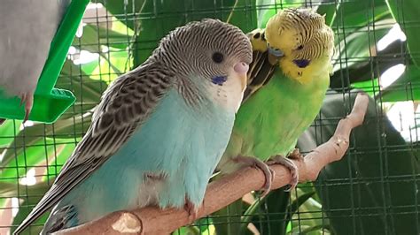 Cute Budgies~ From Eggs To Baby Budgies D Youtube