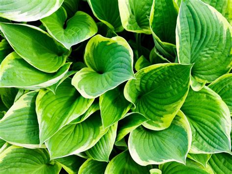 Common Hosta Problems Information On Hosta Diseases And Pests