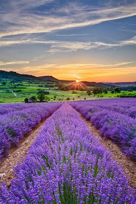 Sunsetlavender Fields Franceart Nature Home And Ideasmore Pins Like