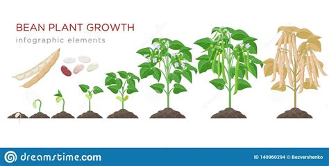 Bean Plant Growth Stages Infographic Elements In Flat Design Planting Process Of Beans From