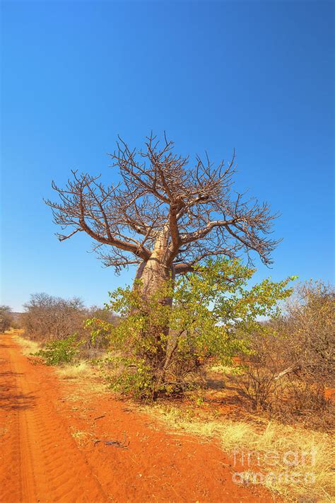 Baobab Tree In Limpopo Photograph By Benny Marty Fine Art America