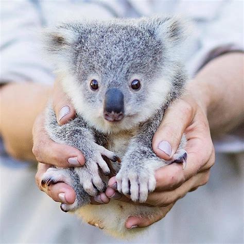 Love Our Koala🐨 On Instagram Cute Or Not 😍 Follow Us Koalaslover