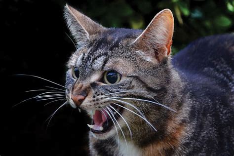 Understanding Your Cats Aggressive Behavior 2 Paws Up Inc