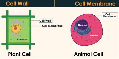 Difference Between Cell Wall And Cell Membrane 24 Hours Of Biology