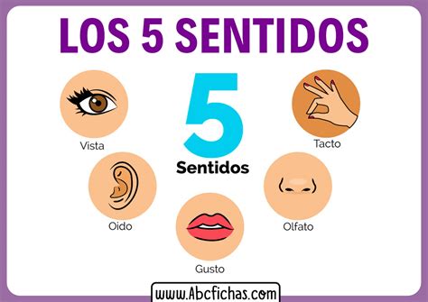 Los 5 Sentidos Abc Fichas