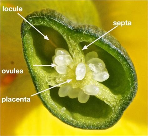 Ovules And Placentas Tree Guide Uk Flower Ovary And Placenta