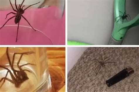 pictures show the massive spiders invading cornwall homes this september cornwall live
