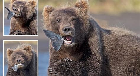 Adorable Snaps Show Bear Cub Pulling Funny Faces As He Catches His