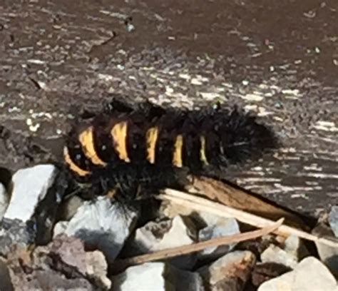 Black And Yellow Caterpillar Spilosoma Congrua Bugguidenet