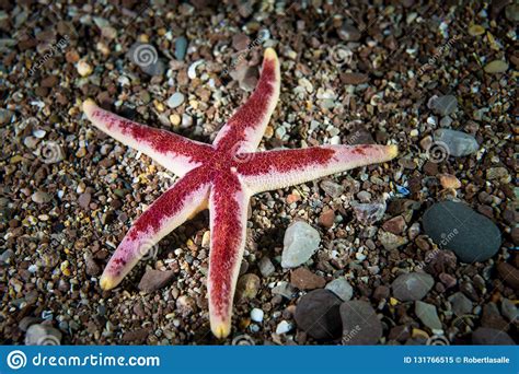 Blood Sea Star Underwater At Bonaventure Island In The Gulf Of St