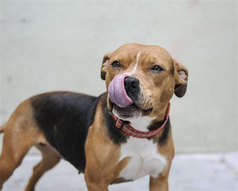 By evan claudia darleyposted on september 6, 2020august 12, 2020. Negra is a beagle pitbull mix looking for a furever home,! | Beagle mix puppies, Beagle mix ...