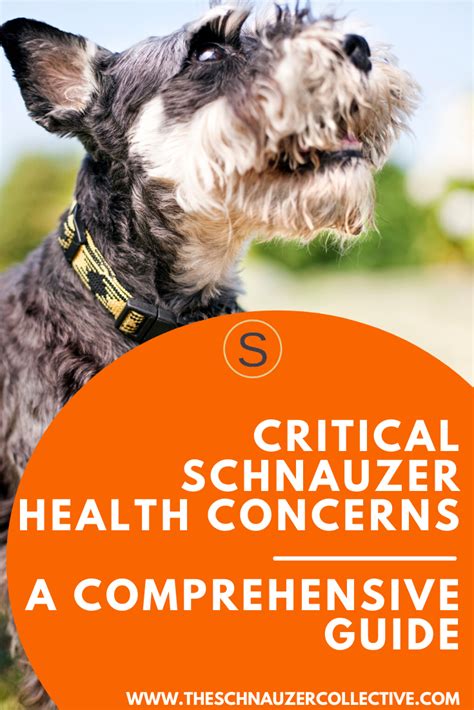 We did not find results for: Top Schnauzer Issues You Should Know | Schnauzer ...