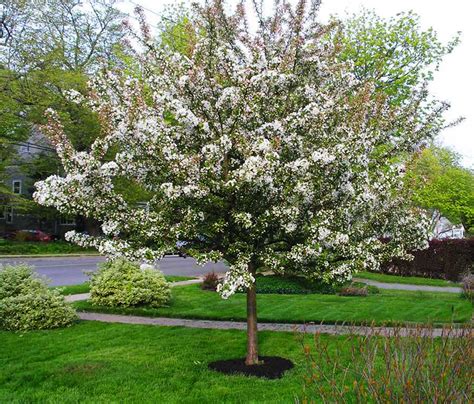 Crabapple Trees For Sale