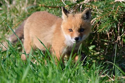 Gales Photo And Birding Blog Red Fox Kits