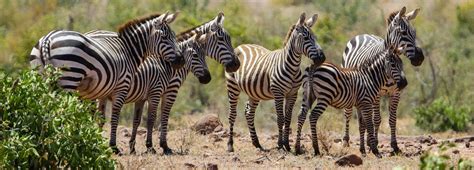 Safaris From Mombasa Kenya Destinations Shadows Of Africa