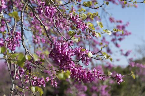 Redbuds Are Lovely Small Trees For Gardens And Backyards Pruning A