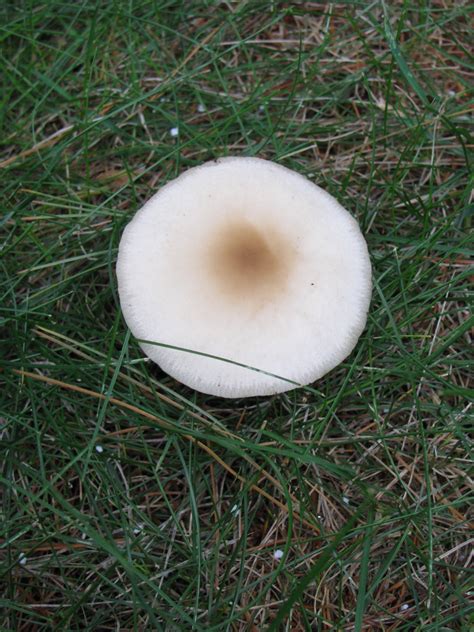 Mushrooms In The Lawn Gardendaze