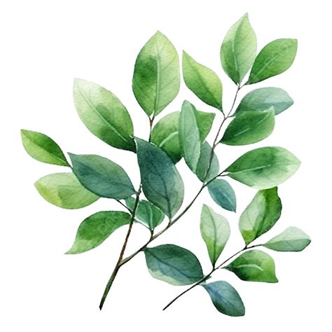 Green Leaves Watercolor Leaves Leaf Watercolor Png Transparent Image
