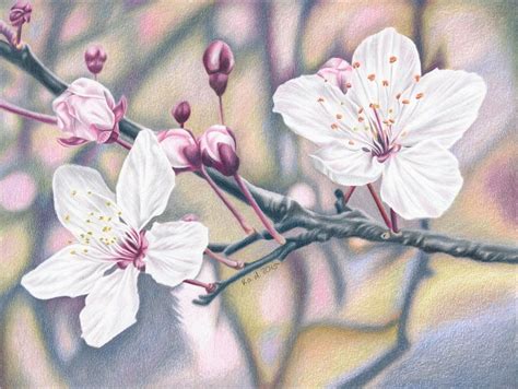 Cherry Blossom Kolorowy Rysunek Ołówkiem Przez Kad Portrety On