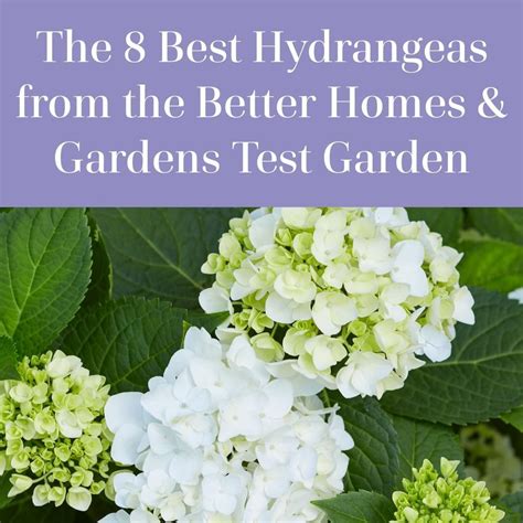 Better Homes And Gardens On Instagram Weve Grown Lots Of Hydrangeas