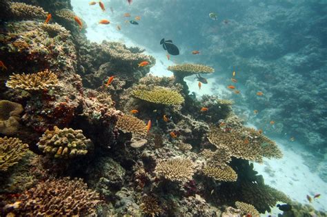 Diving Maldives Tabel Coral Garden Acropora Cytherea Flickr