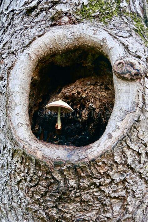 Wild Mushroom Growing In Tree Trunk Stock Photo Image Of Hole Wild