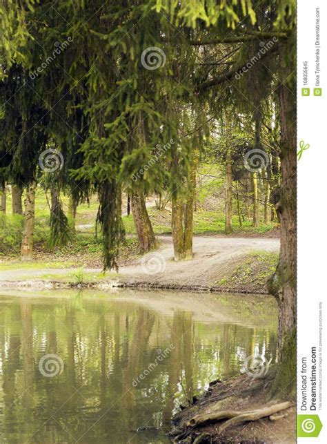 Forest Lake And Spruce Trees Around It Reflections Stock Image Image