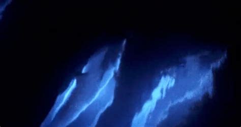 Glowing Dolphins Seen Off Californias Coast Nature Ttl