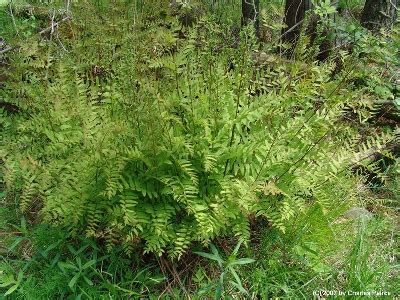 Royal Fern Plant It Wild Native Michigan Plants