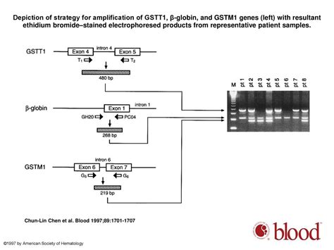 Higher Frequency Of Glutathione S Transferase Deletions In Black