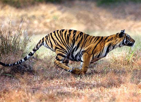 Tiger Running | Shubh Yatra Magazine