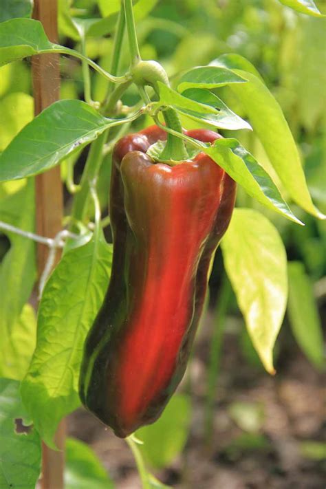 How To Plant And Grow Poblano Peppers Gardener’s Path