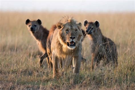 See This Large Lion Pounce On A Hyena And Dominate Before The Dust Even