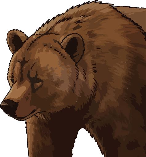 Download High Quality Transparent Ca Grizzly Bear Transparent Png