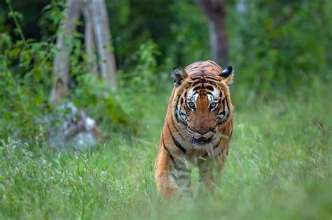 Bandipur National Park Photo Tours Photography Workshop The Outback Experience