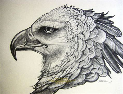 Pin By Ava Parisse On Art Eagle Drawing Bird Drawings Vulture Drawing