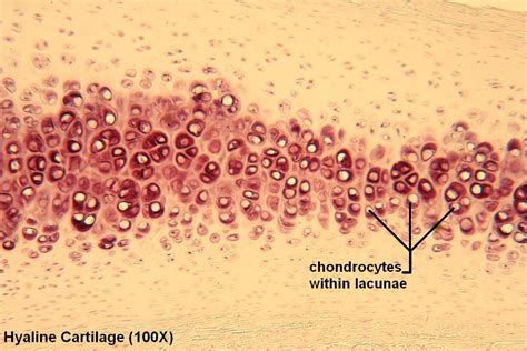 Hyaline Cartilage Tutorial Histology Atlas For Anatomy And Physiology