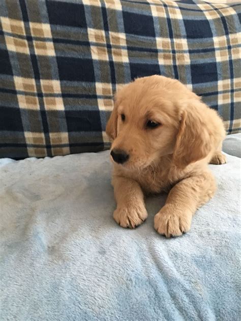 Golden meadows retrievers differs from the average breeder. KC Golden Retriever Puppies for sale | Telford, Shropshire ...