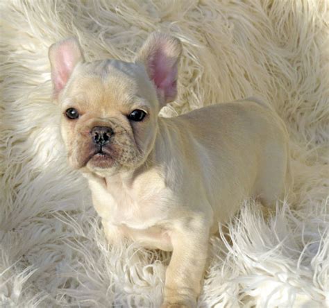 The french bulldog's grooming needs are low compared to many other dog breeds. Cream French Bulldog Puppy 16